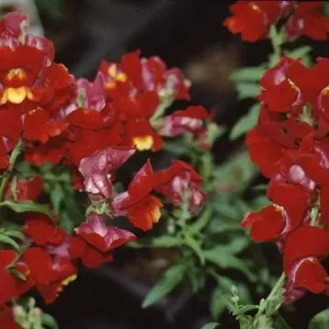 thumbnail for publication: Antirrhinum majus: Snapdragon